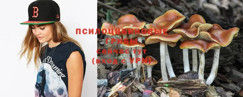 Галлюциногенные грибы Psilocybine cubensis  сайты даркнета формула  Жуковский 